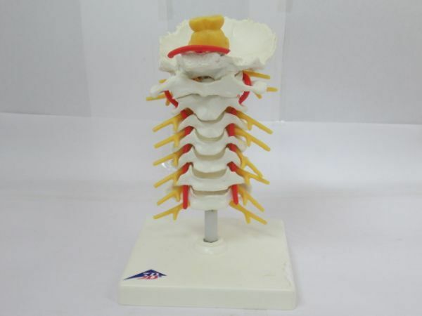 U 17-4 人体模型 頸椎 モデル 13860 医療教育ツール 医療用 3B Scientific GmbH 医療 整形外科 整体