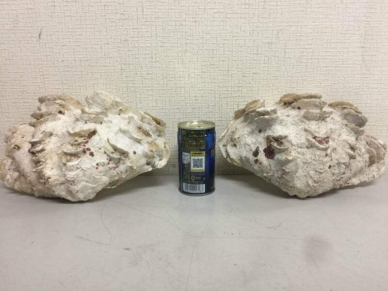 シャコガイ　シャコ貝　貝殻　2枚貝　インテリア　置物　横24cm　重さ2.62kg　　　　G1.2　　333