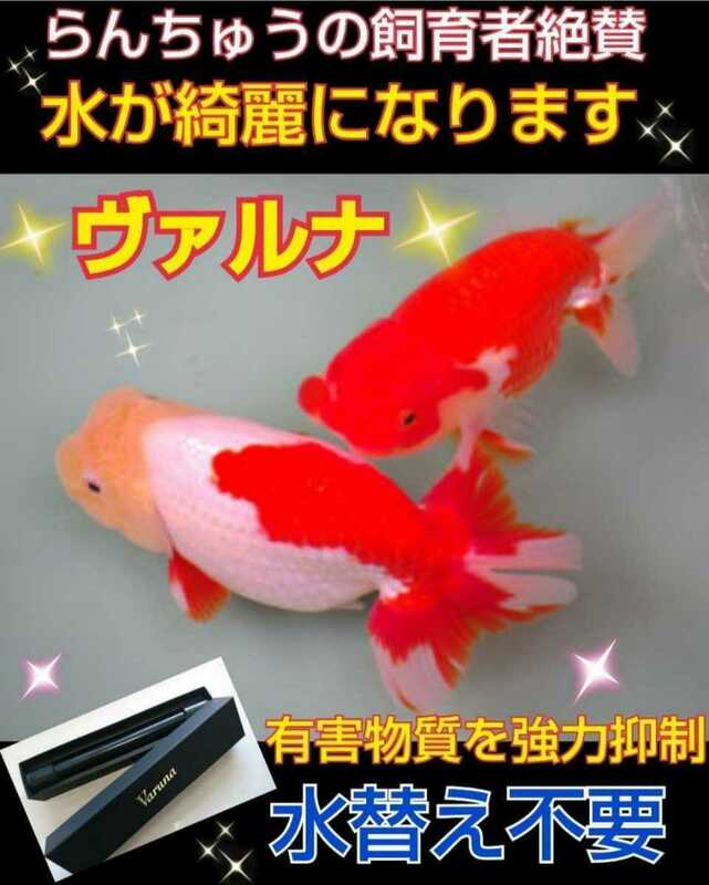 金魚の飼育者絶賛！水槽の水が綺麗になる！【ヴァルナ23㎝】水替え不要で透明度抜群に！有害物質や病原菌も強力抑制！魚が元気に長生き！