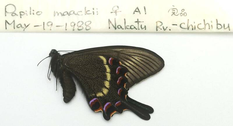 蝶標本　ご覧のように幻想的………しっとりとして落ち着いた色調をしている―野外採集ミヤマカラスアゲハ♀を出品いたしました。