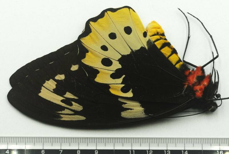 蝶標本　1994年8月ヤーペン島で野外採集されたゴライアスの♀―前翅長およそ１１０ミリは最大！