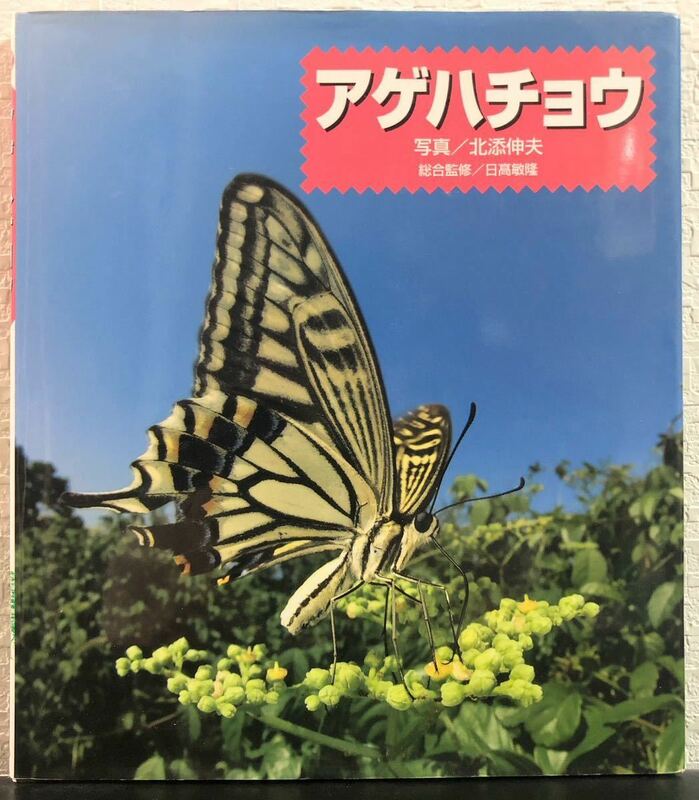 ◆絶版・人気本◆「アゲハチョウ」北添伸夫　リブリオ出版　蝶　昆虫　生物