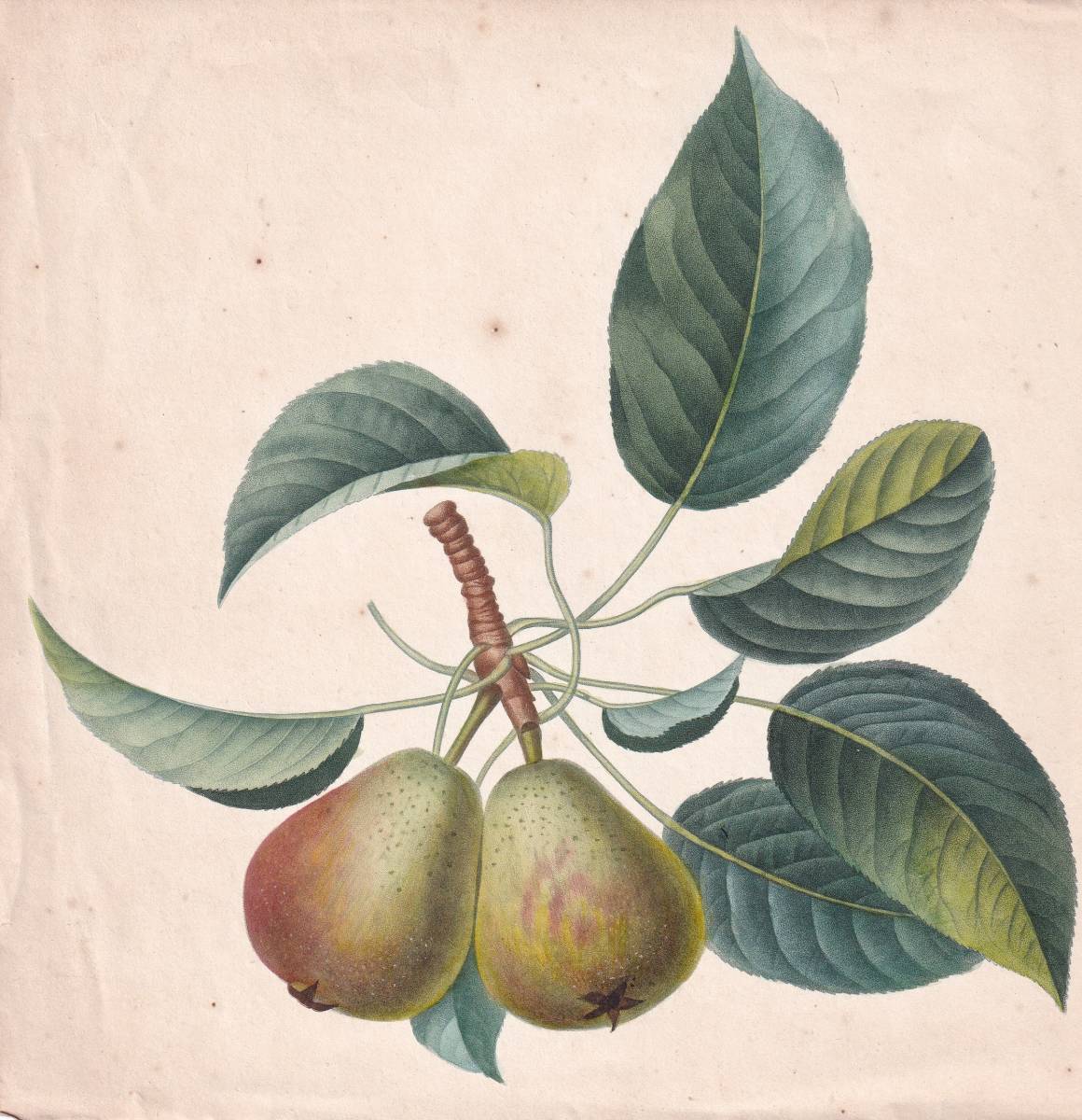 フランスアンティーク 博物画 植物画『果物3※植物名記載なし』 多色刷り石版画　ボタニカルアート
