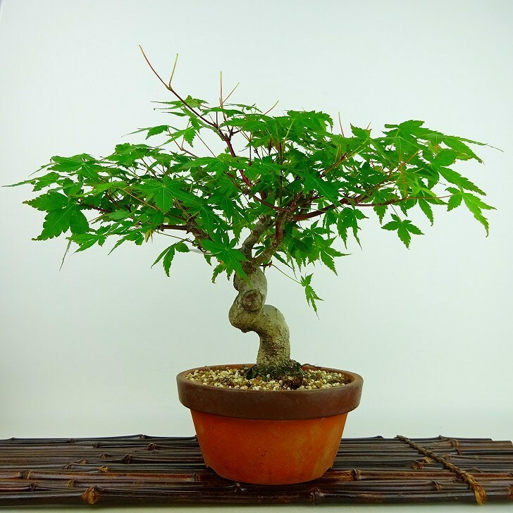 盆栽 紅葉 樹高 約23cm もみじ Acer palmatum モミジ カエデ科 落葉樹 観賞用 現品