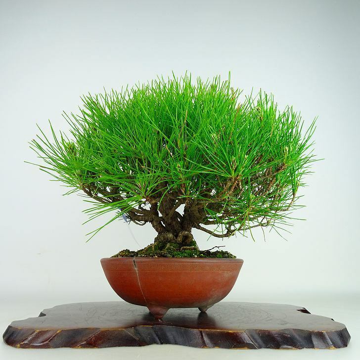 盆栽 松 黒松 樹高 約28cm くろまつ Pinus thunbergii クロマツ マツ科 常緑針葉樹 観賞用 現品