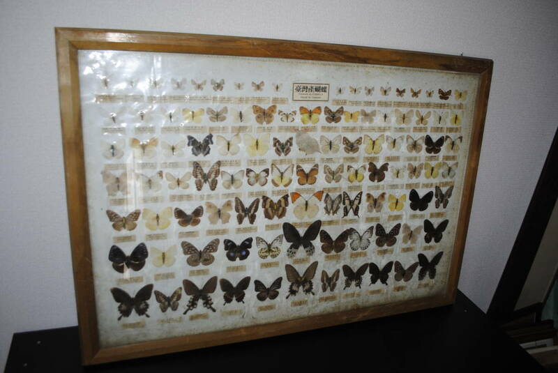 台湾産 蝶々 標本 レトロ ヴィンテージ 壁掛け 同梱可能 返品可能