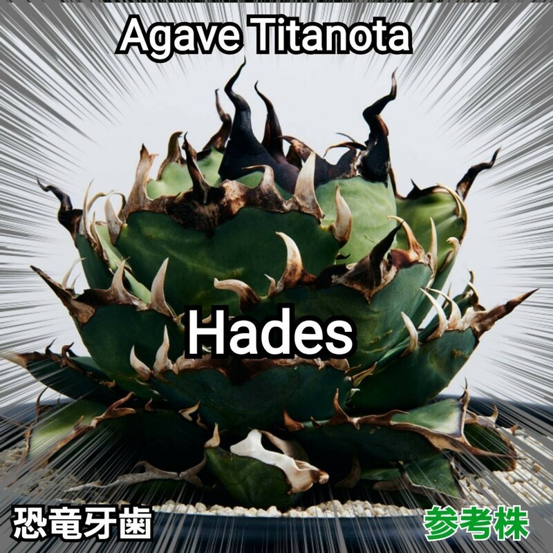 アガベ　 チタノタ 　“ハデス”　優良血統子株厳選　Titanota Hades　トップスピンが「長い、鋭い、黒い」の三拍子が揃った高級品種です