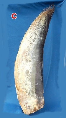noc 希少　クジラの髭　長期保管品　ハンドメイド　サイズは長さ73cm　