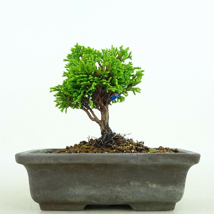 盆栽 桧 樹高 9cm ひのき Chamaecyparis obtusa ヒノキ ヒノキ科 常緑樹 観賞用 小品 現品
