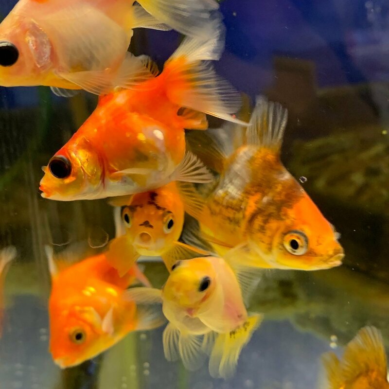 金魚　MIXだるま琉金　ショートテールリュウキン　S-SMサイズ　約5-7ｃｍ　1匹　※カラー/ 雌雄の指定不可