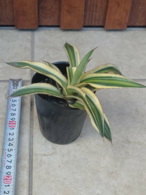 アガベ　斑入り　五色万代　Agave　リュウゼツラン（竜舌蘭）　キジカクシ科（クサスギカズラ科） / リュウゼツラン属