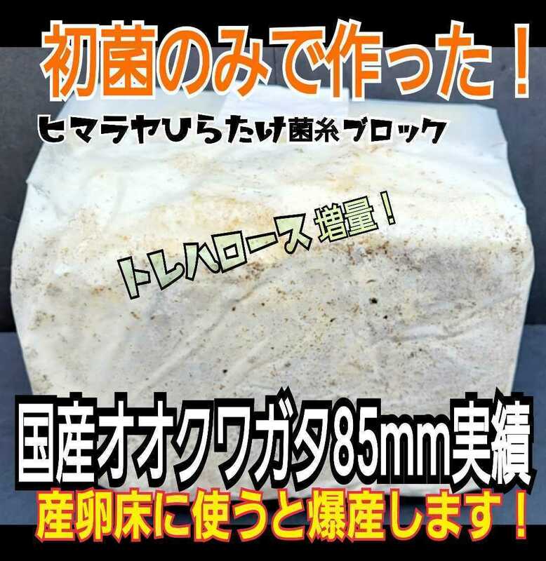 極上！初菌のみ使用　ヒマラヤひらたけ　菌糸ブロック　トレハロース・ローヤルゼリー強化配合！オオクワガタに抜群！産卵床に使うと爆産