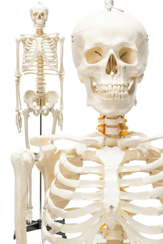 格安1743【国際規格認証品】等身大 人体模型 170cm 神経根有り 全身骨格模型 骨格標本 骸骨模型 人骨模型 骨格模型 ガイコツ 靭帯 全身模型