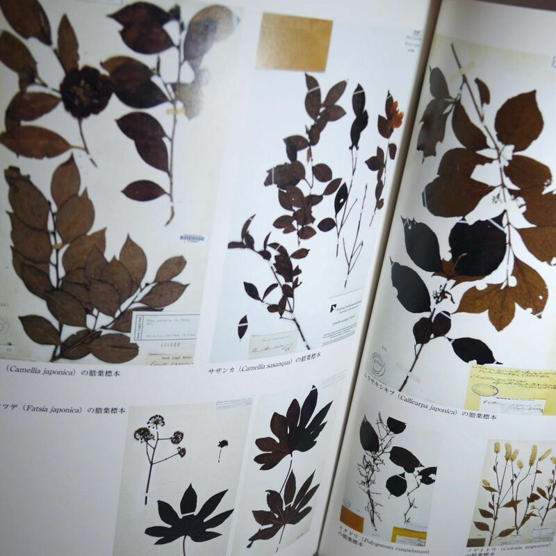 図録）シーボルト押し葉の乾燥標本(植物標本) 他 掲載