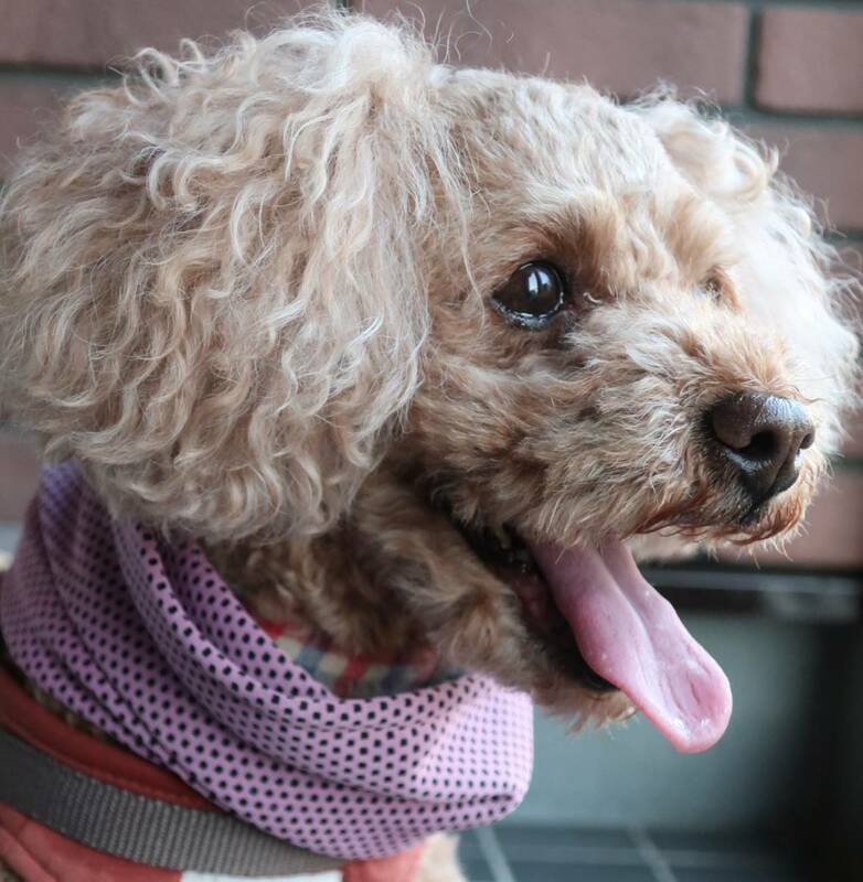 赤【熱中症対策】冷感タオルのスヌード　犬　ペット　暑さ対策　冷やす　夏用　小型犬用　