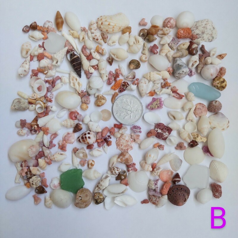 微小貝 貝がら 貝殻 貝 珊瑚 サンゴ 欠片 カケラ かけら シーグラス 天然 ハンドメイド パーツ 材料 素材 工作 アクセサリー インテリア B