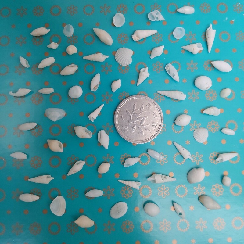 極微小貝 微小貝 貝がら 貝殻 貝 天然 ハンドメイド パーツ 材料 素材 工作 アクセサリー インテリア 巻き貝 マキガイ 二枚貝