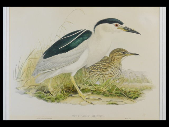 John Gould(ジョン・グールド)NYCTICORAX GRISEUS(ゴイサギ 鷺)鳥類図譜 リトグラフ(版画)額装 初版 鳥類学 図解 アンティーク s22061209