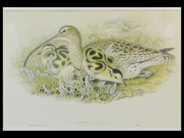 John Gould(ジョン・グールド)Numenius Arquata(ダイシャクシギ)鳥類図譜 リトグラフ(版画)額装 初版 鳥類学 図解 アンティーク s22061210