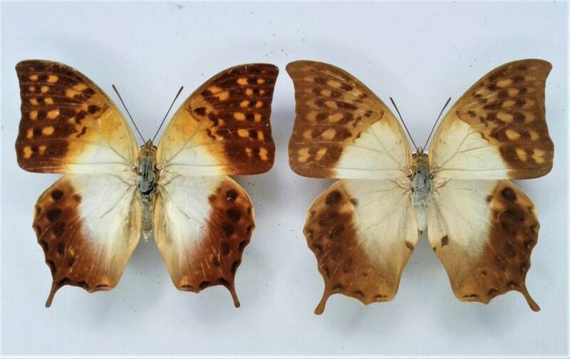 蝶　標本　オオネジロフタオ　varanes　Pair　♂Tanzania、♀Kenya