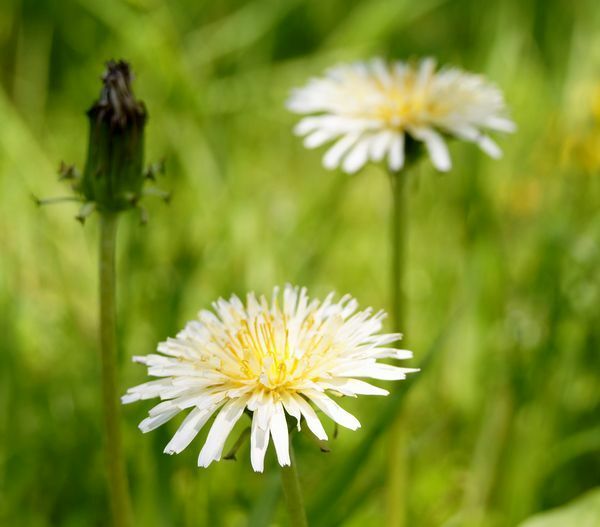 ■京都産　シロバナタンポポの種　50粒　白花たんぽぽのタネ　White Dandelion しろばなたんぽぽ　