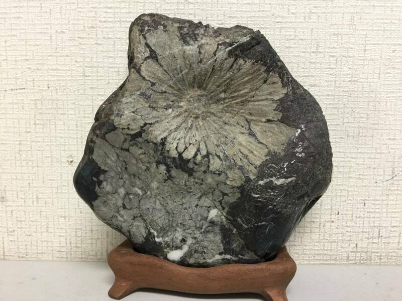 菊花石　鑑賞石　2.42kg　高さ18.7cm　水石　原石　紋様石　花紋石　盆石　名石　自然石　天然石　紋石　鉱物　置物　　　L2