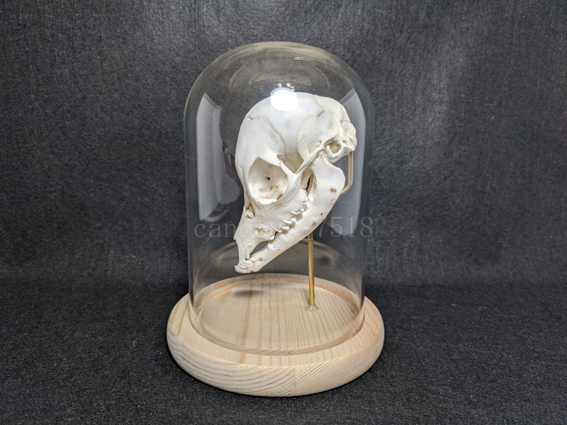 鹿の胎児 骨格標本 20230419メス シカ インテリア スカル 頭蓋骨 頭骨標本