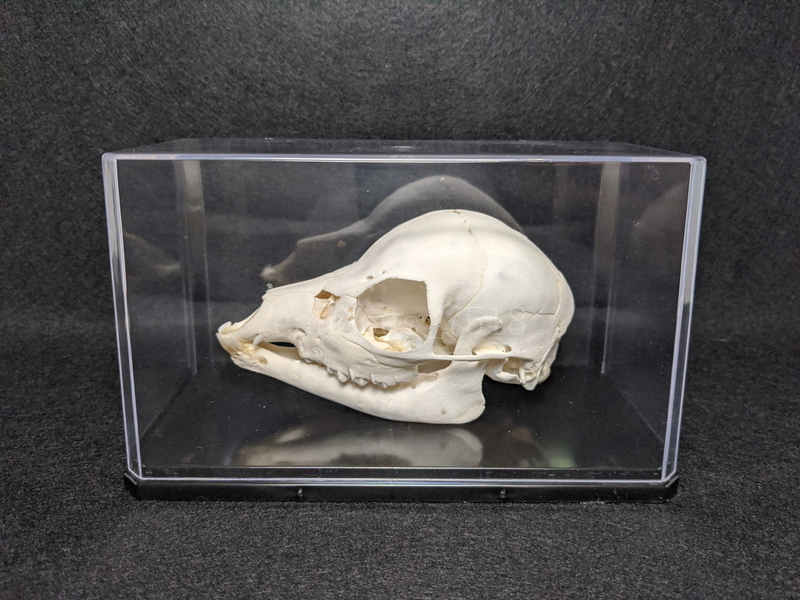鹿の胎児 骨格標本 20230517メス シカ インテリア スカル 頭蓋骨 頭骨標本