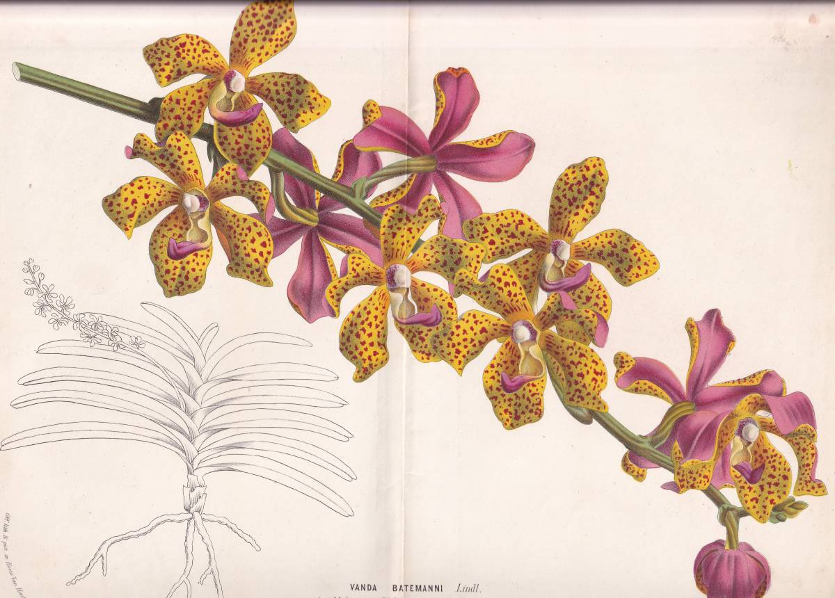 フランスアンティーク 博物画 植物画『ＶＡＮＤＡ　ＢＡＴＥＭＡＮＮＩ　』 多色刷り石版画　ボタニカルアート