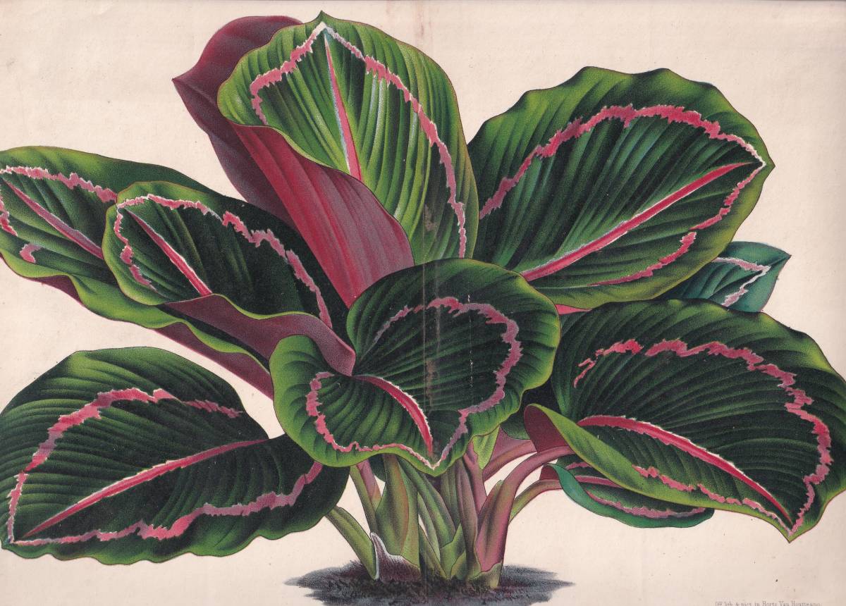 フランスアンティーク 博物画 植物画『MARANTA ROSEO PICTA』 多色刷り石版画　ボタニカルアート