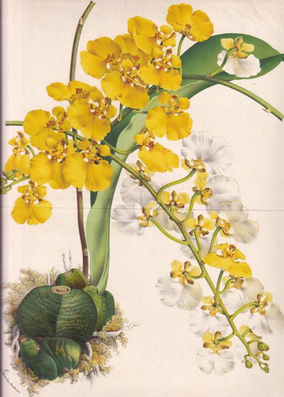 フランスアンティーク 博物画 植物画『ONCIDIUM AMPLIATUM　MAJUS』 多色刷り石版画　ボタニカルアート