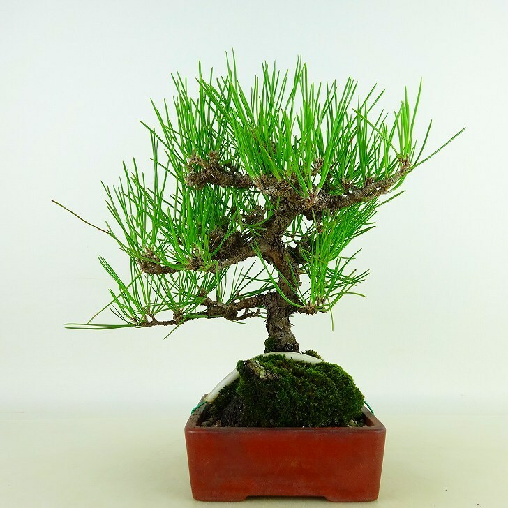 盆栽 松 黒松 樹高 約22cm くろまつ Pinus thunbergii クロマツ マツ科 常緑針葉樹 観賞用 現品