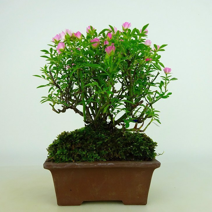 盆栽 薔薇 雅薔薇 樹高 約14～16cm ばら Rosa バラ バラ科 落葉樹 観賞用 小品 数量物 セレクト