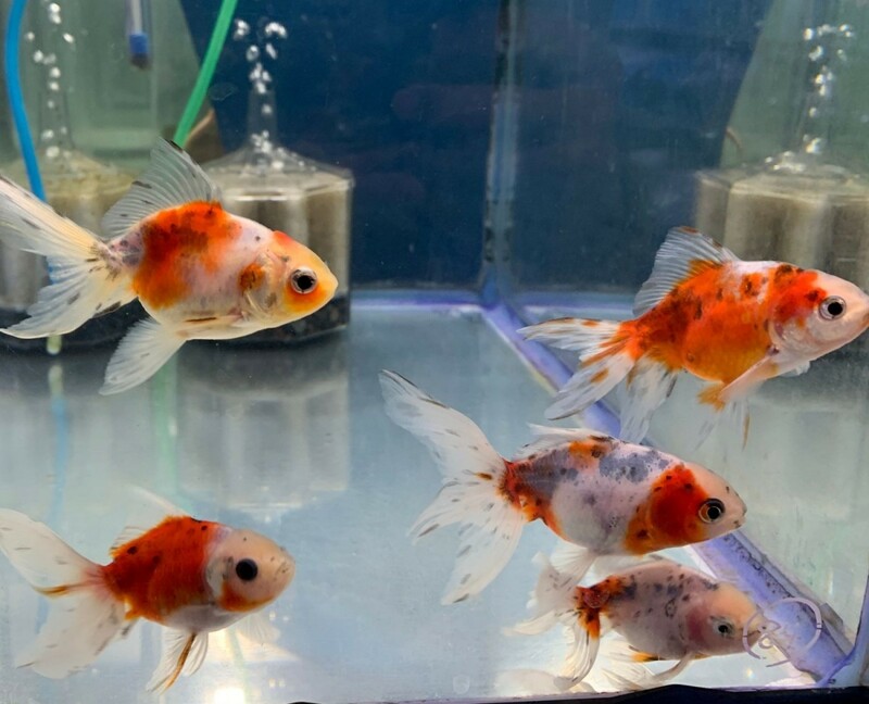 （金魚） 東錦　アズマニシキ　SMサイズ　約6cm　1匹　※カラー/雌雄の指定不可