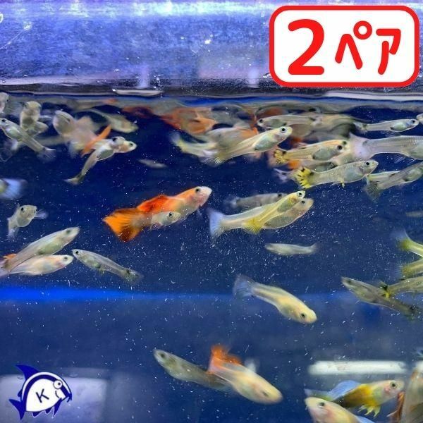 外国産　MIXグッピー　2ペア（4匹）　ミックス　pair　熱帯魚