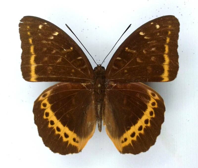 蝶　標本　パノプスオオイナズマ　panopus　♂　Philippines