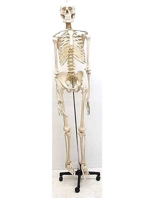 e10513　等身大　骨格模型　骸骨　人体模型　人体骨格　キャスター付　約183cm　　