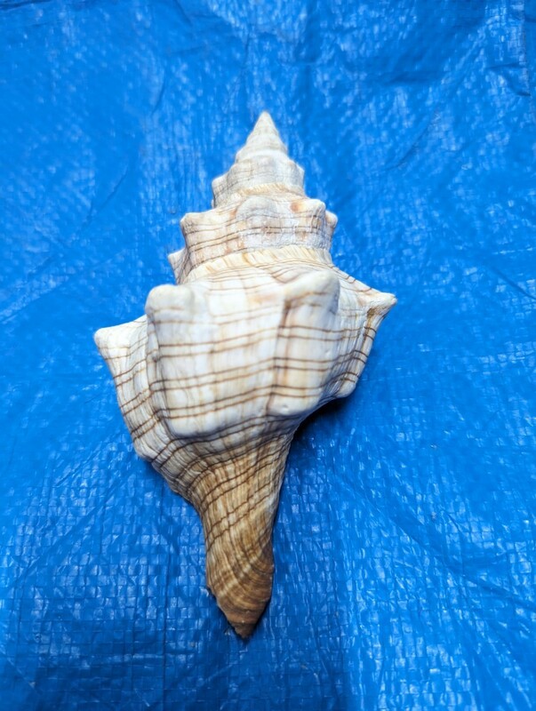 貝　標本　イトマキボラ　7.5×7×13.5cm　貝殻