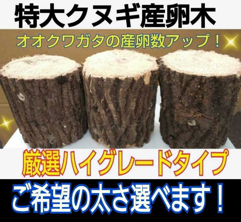 特大サイズ！貴重なクヌギ産卵木【3本】太さ8～14㎝の中から選べます！　長さ13㎝カット☆硬めを好むオオクワガタ向きです！　数量限定販売