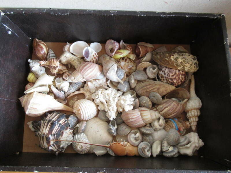 送料込　貝殻標本　まとめて一括　いろいろな貝殻類　現状売り切り