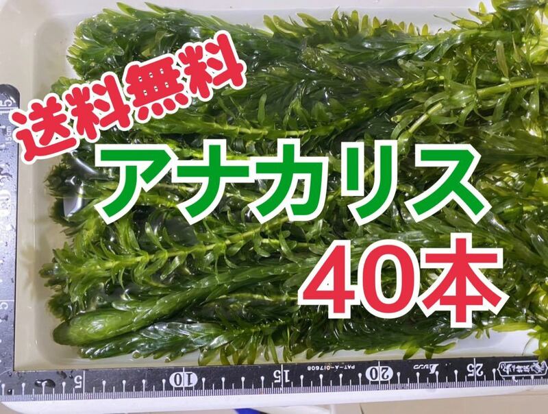 無農薬 アナカリス 40本 20cm前後 即決価格 エビ ザリガニ メダカ 金魚 餌 金魚草 金魚藻