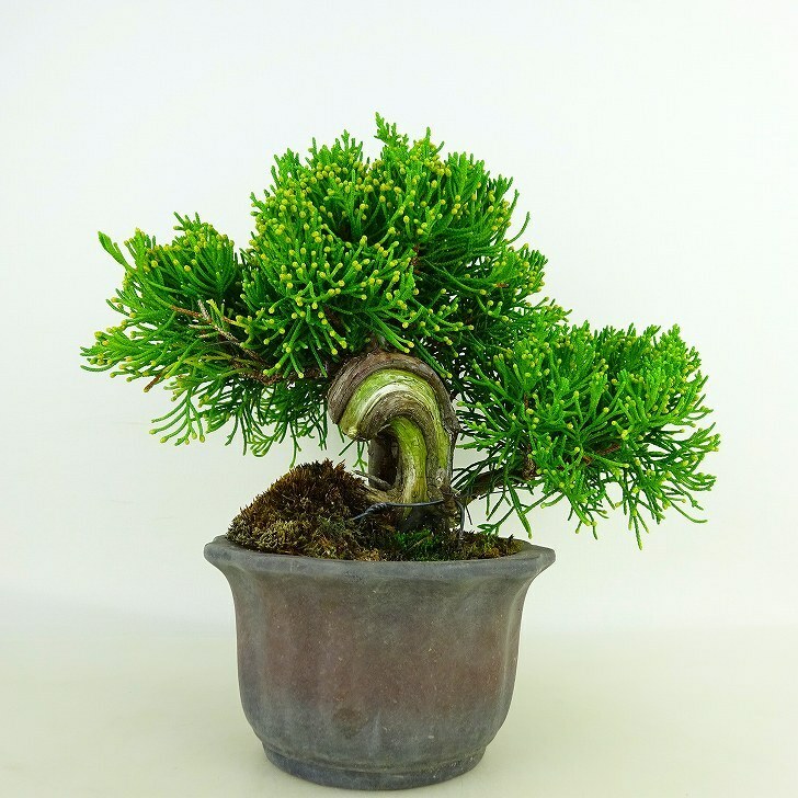 盆栽 真柏 樹高 約18cm しんぱく Juniperus chinensis シンパク “シャリ” ヒノキ科 常緑樹 観賞用 小品 現品