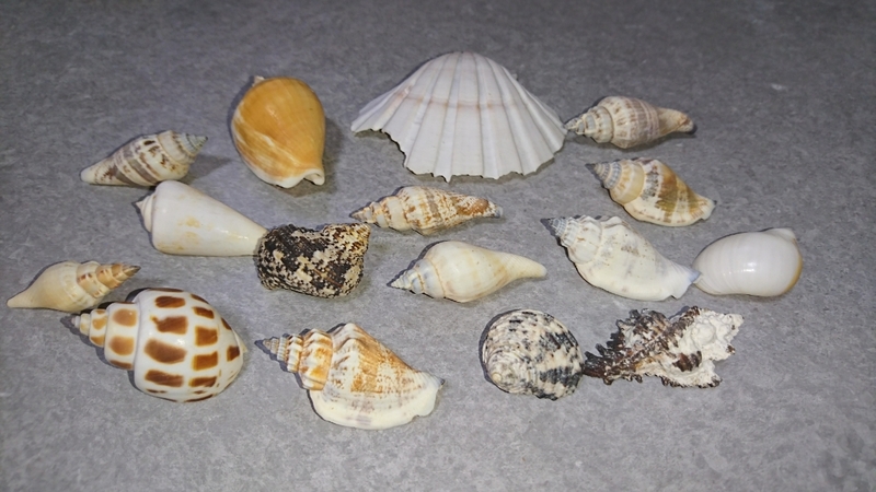 貝殻 標本 セット 沖縄