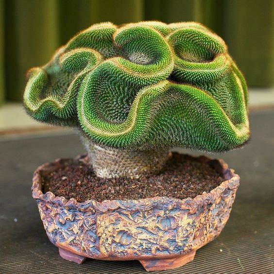 脳サボテン 種２０個　レア！Brain Cactus 成長するにしたがってどんどん頭のしわが増えていきます。