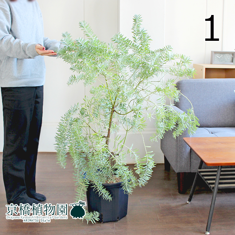 【現品】アカシア・ブルーブッシュ 8号 黒鉢（1）Acacia covenyi