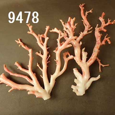 FK-9478　枝珊瑚　本珊瑚2本 サンゴ