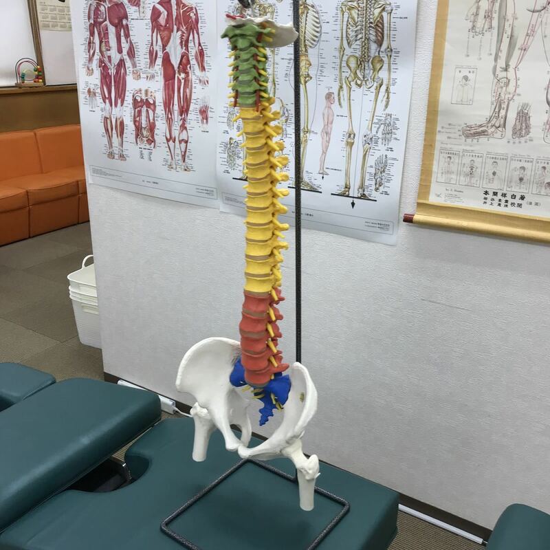 脊柱模型 3B社 ドイツ製 骨格模型 整骨 整体 鍼灸 マッサージ 柔術