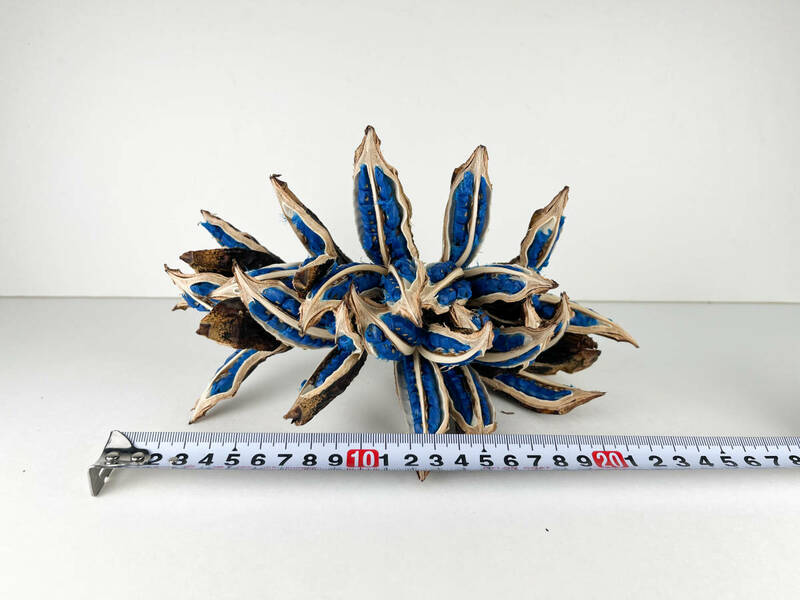 タビビトノキ 青い種 バラ 3 旅人の木 オオギバショウ