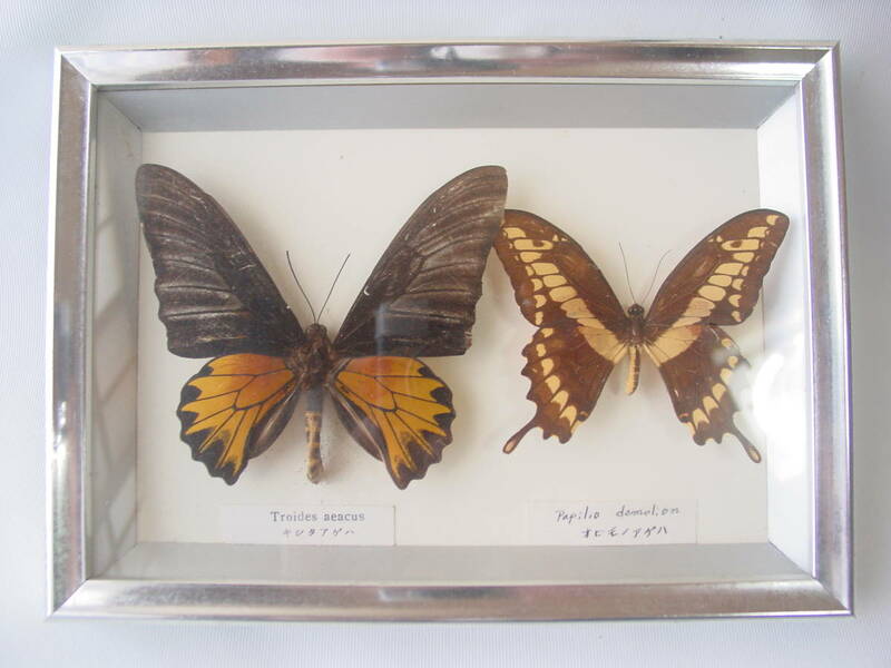 ★チョウ 蝶 蝶標本 シタアゲハ Triodes オビモノアゲハ Papilio 2頭セット