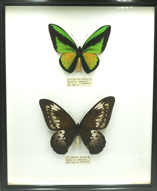 外国産蝶標本　セラム島―大きなゴライアス・プロックス♂♀